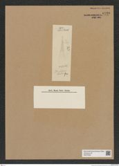 Diatomeae indet. Zeichnungen Sammlung Grunow Nr. 6720 (NHMW-BOT-W0375539)